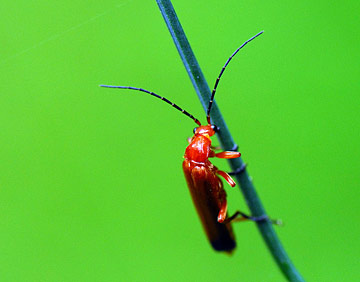 insecte à 2 antennes