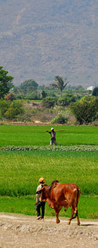 vietnam paysans photo