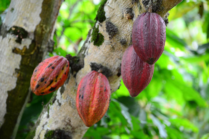 Cacao en Côte d'Ivoire