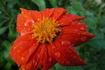 fleur dans le jardin de claude monet à Giverny