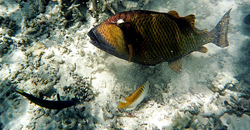 photo sous marine de poissons aux maldives
