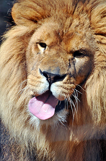 lion au zoo de Cerza